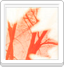 Potfolio / Recent ...